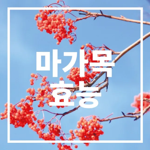 마가목 효능