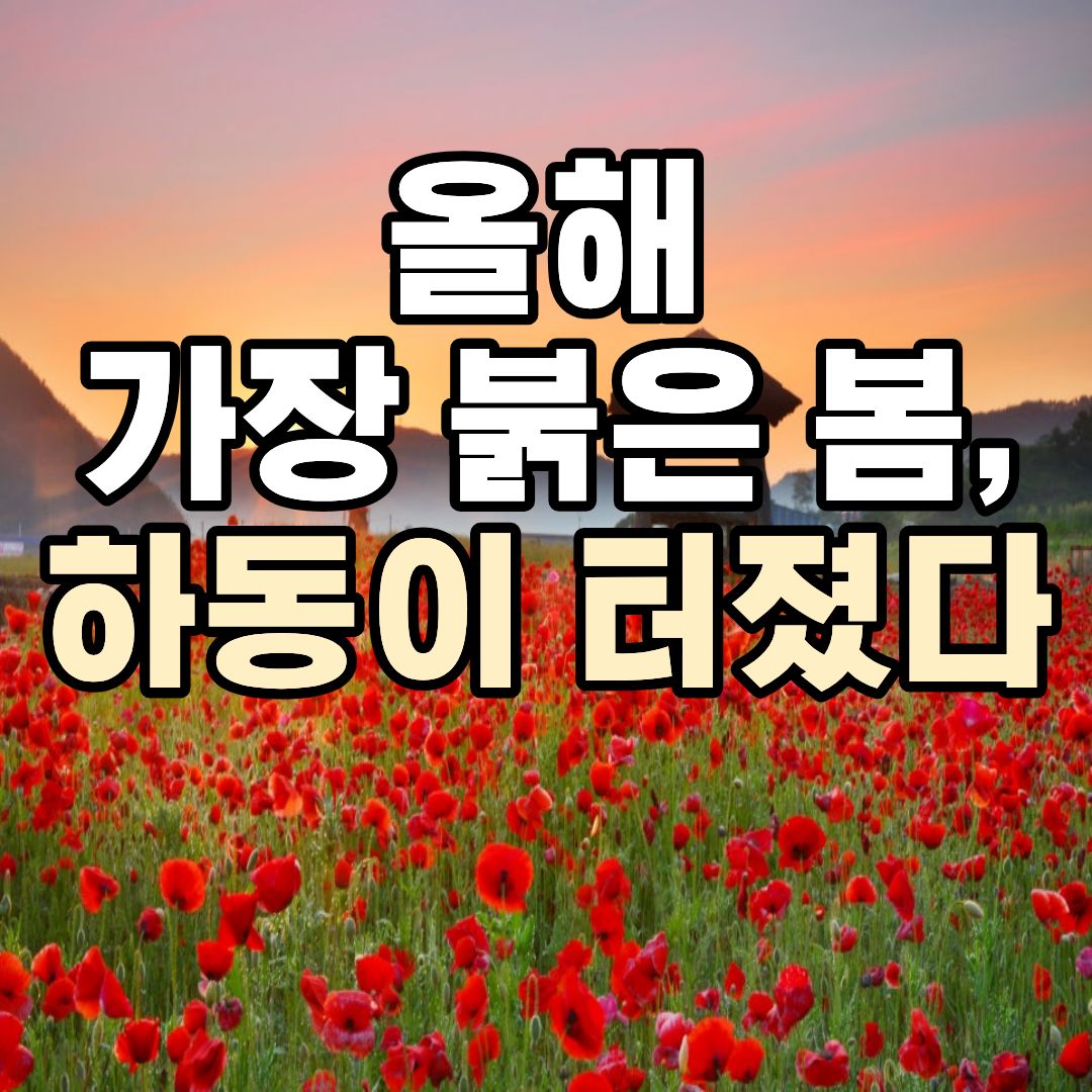 하동 북천 꽃양귀비 축제 2026 붉게 물든 꽃밭과 유채꽃 풍경
