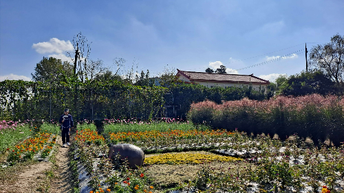 평택_바람새마을_핑크뮬리_명소