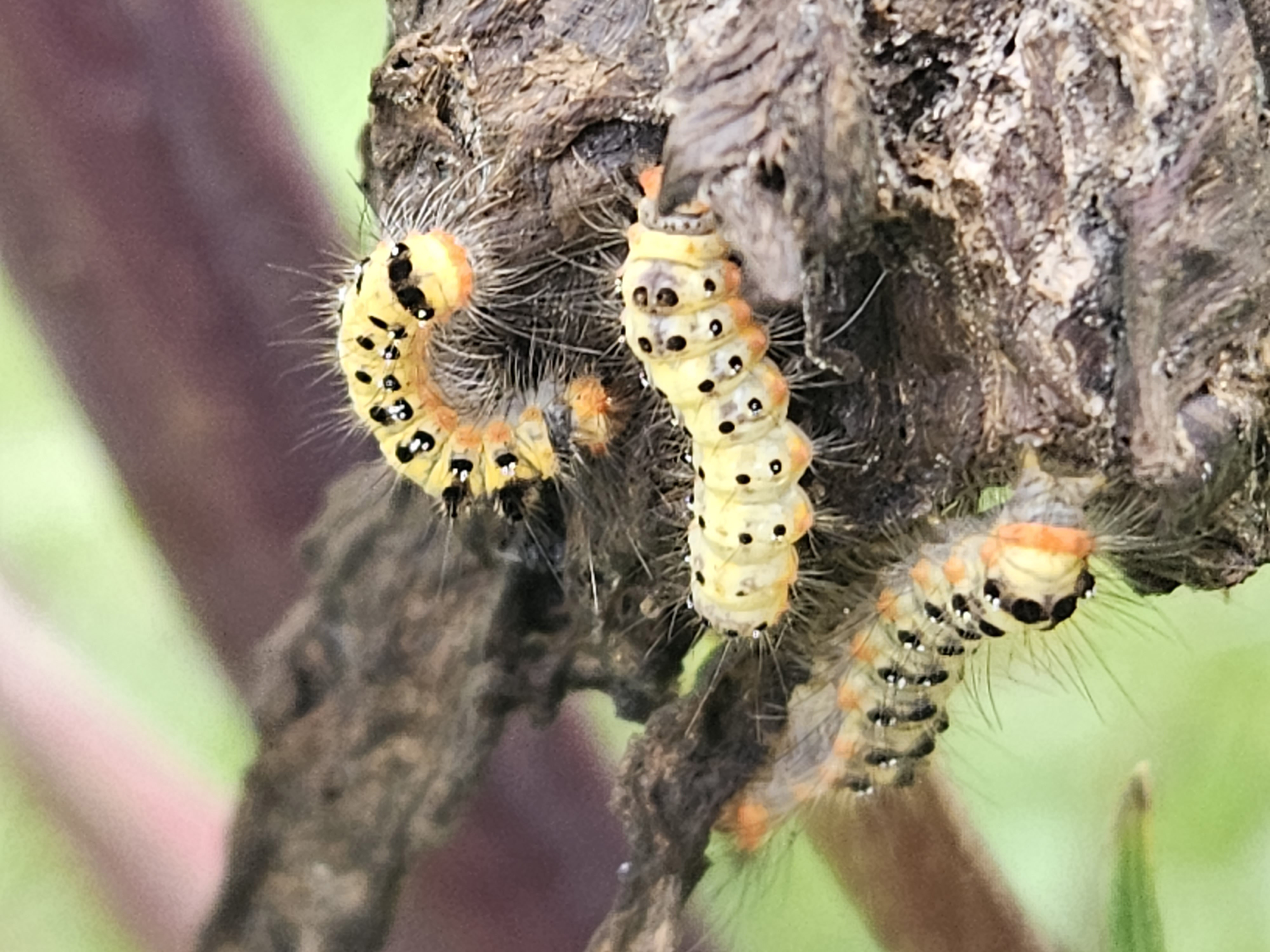 꼬마독나방 유충1