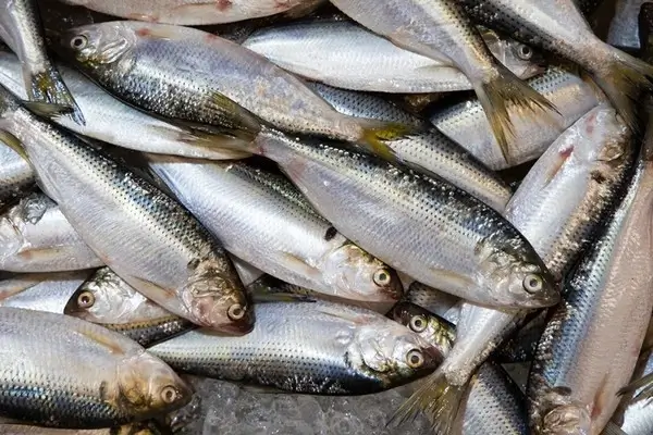 5월-제철회-전어