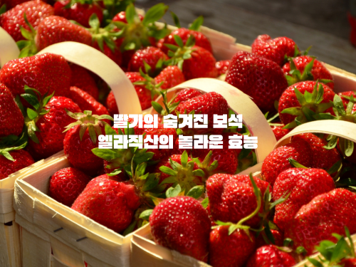 딸기의 숨겨진 보석&#44; 엘라직산의 놀라운 효능