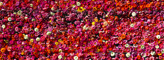 9월 축제: 평창 백일홍 축제 일정과 입장료, 가는 길, 근처 맛집 안내