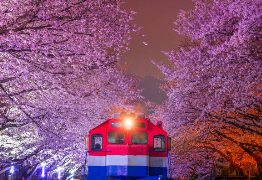 진해 벚꽃 군항제 여행