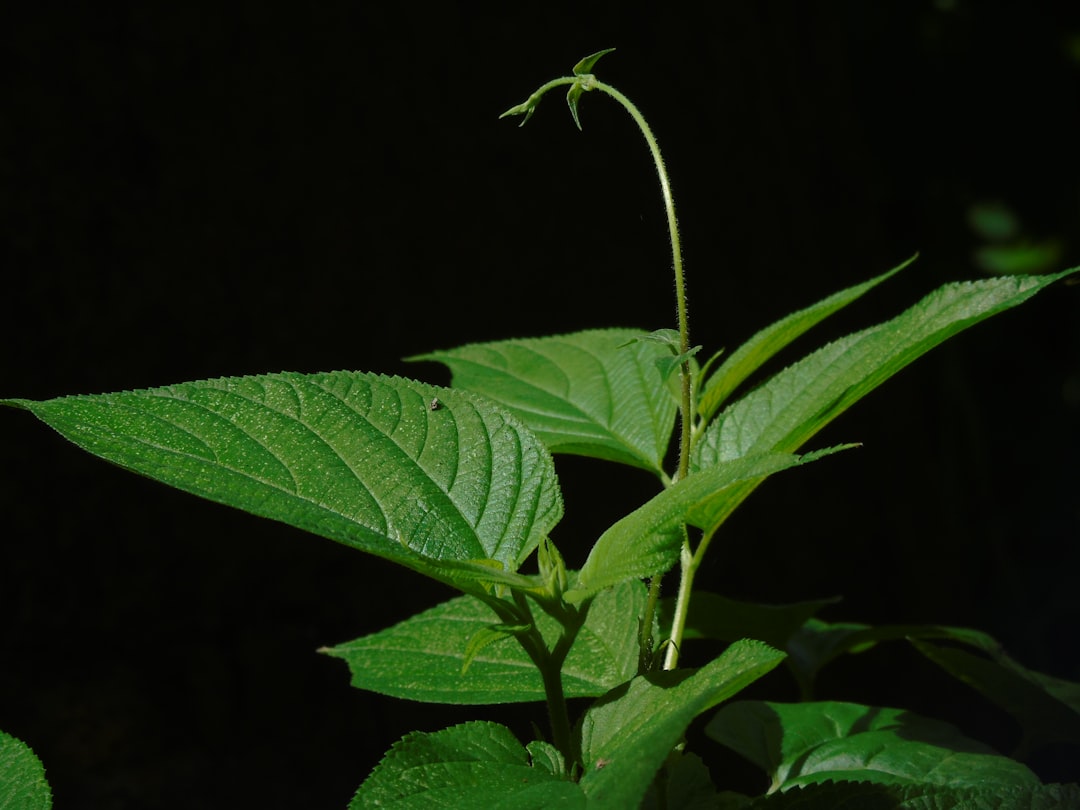 Plant