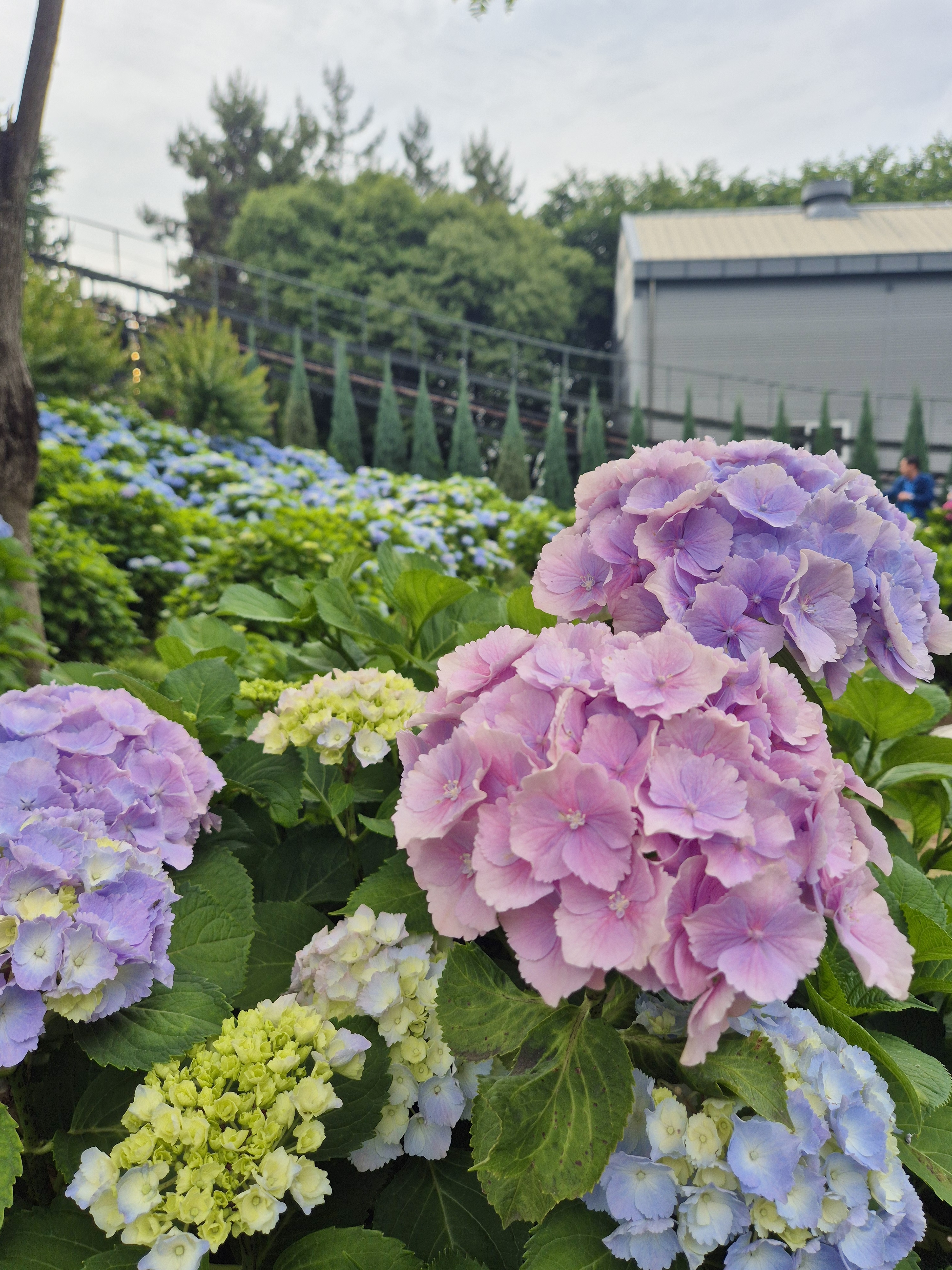 #장생포수국축제 
#울산수국축제 
#고래문화마을 
#울산장생포가볼만한곳 
#장생포포토존 
#고래광장수국길 
#오색수국정원 
#수국축제개화상황2025 
#수국사랑상품권사용처 
#울산6월축제 
#장생포여행코스 
#울산플리마켓체험 
#울산데이트코스 
#울산여행추천 
#장생포주차정보
#수국포토존
#장생포오색수국정원