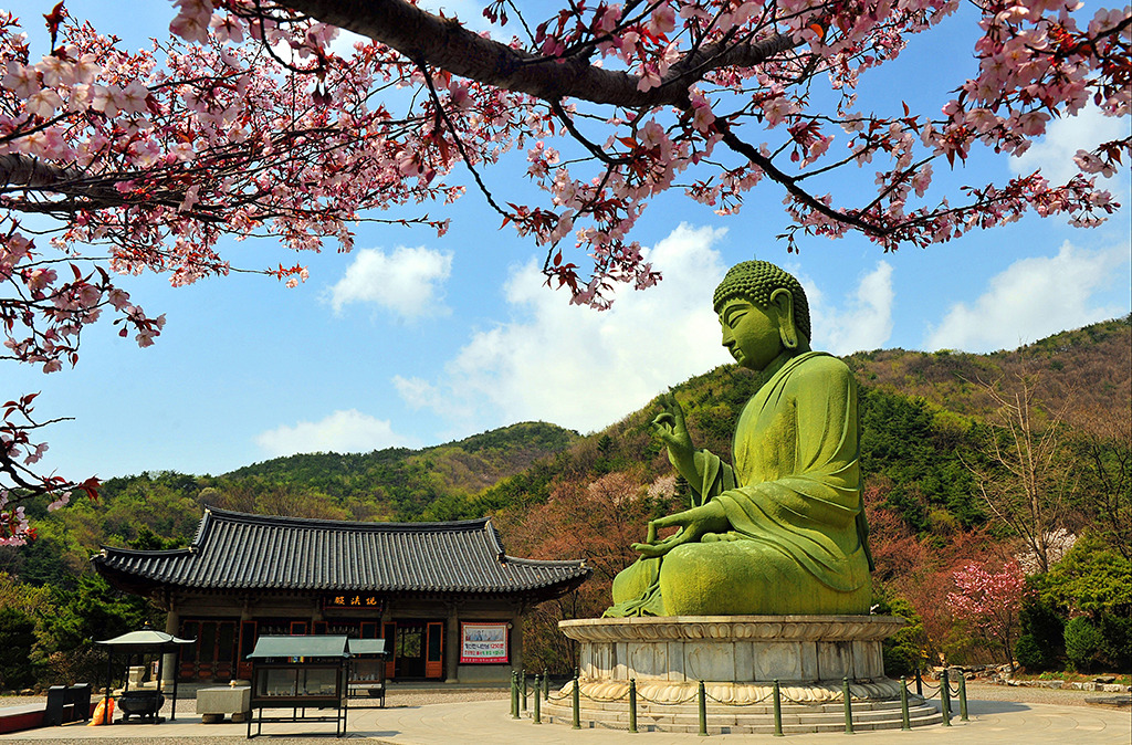 천안 각원사 겹벚꽃 / 사진출처=천안시