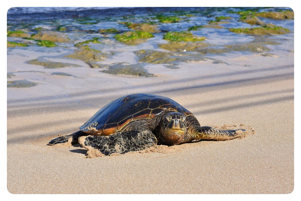 하와이-오아후섬-라니케니아-비치-해변-쉬는-거북이