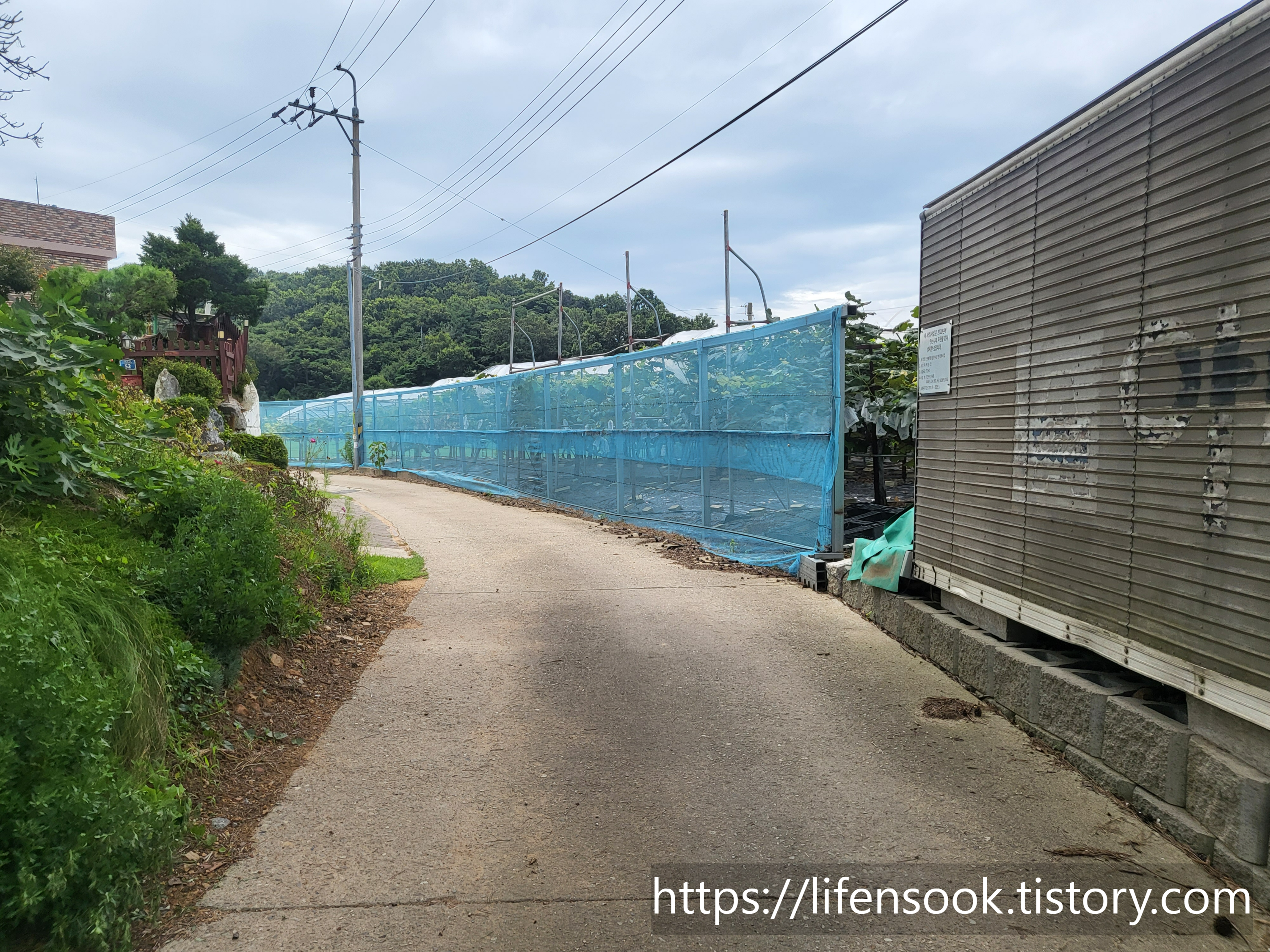 대부해솔길 3코스 포도밭 1