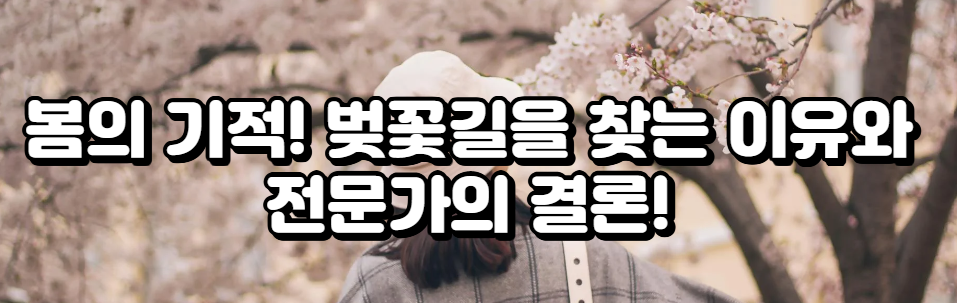 봄의 기적! 벚꽃길을 찾는 이유와 전문가의 결론!