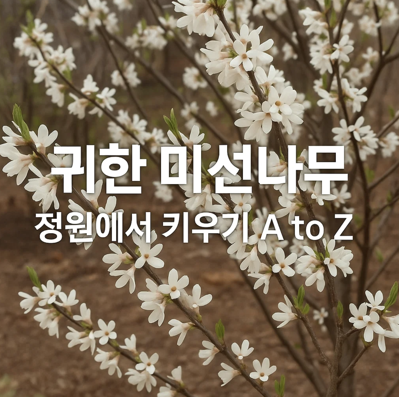 귀한 미선나무, 정원에서 키우기 A to Z