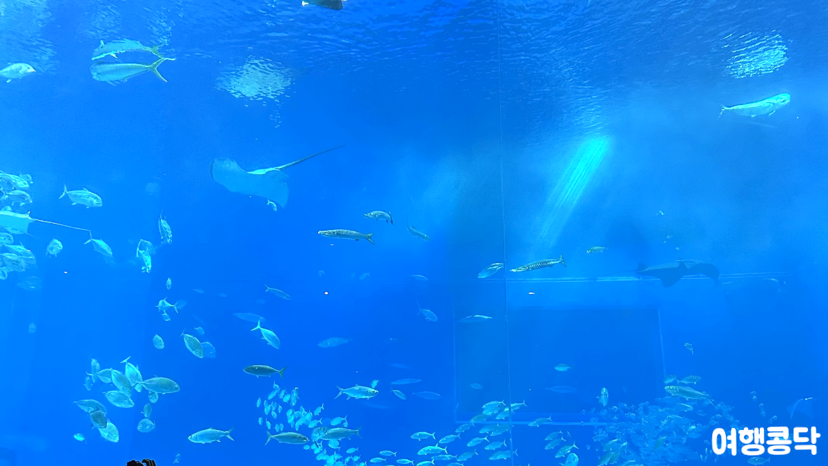 츄라우미 수족관