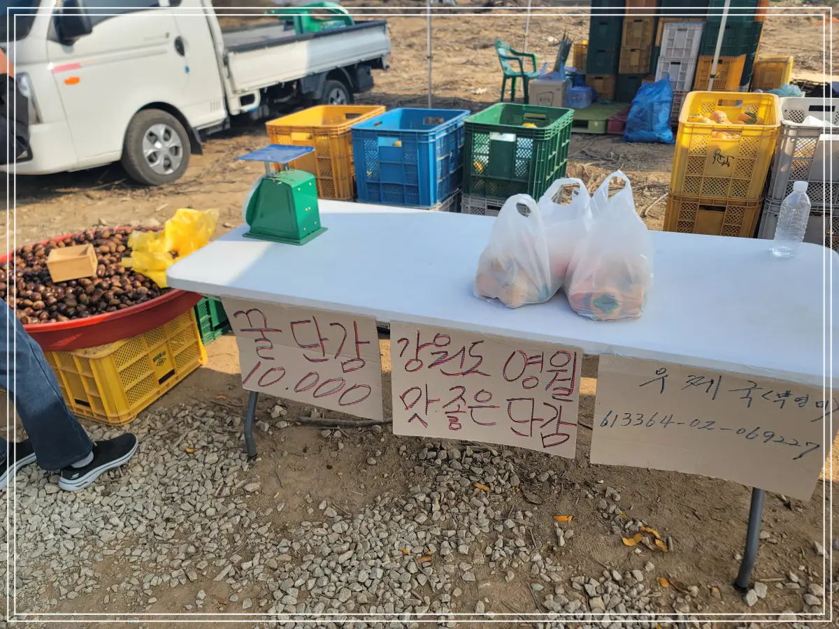 반계리-은행나무-보행로-단감