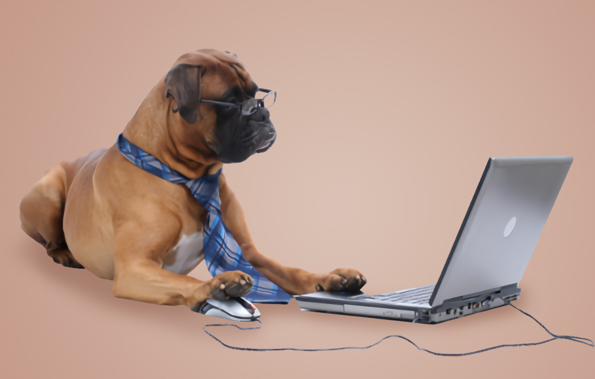 불독이 컴퓨터를 하고있는 모습