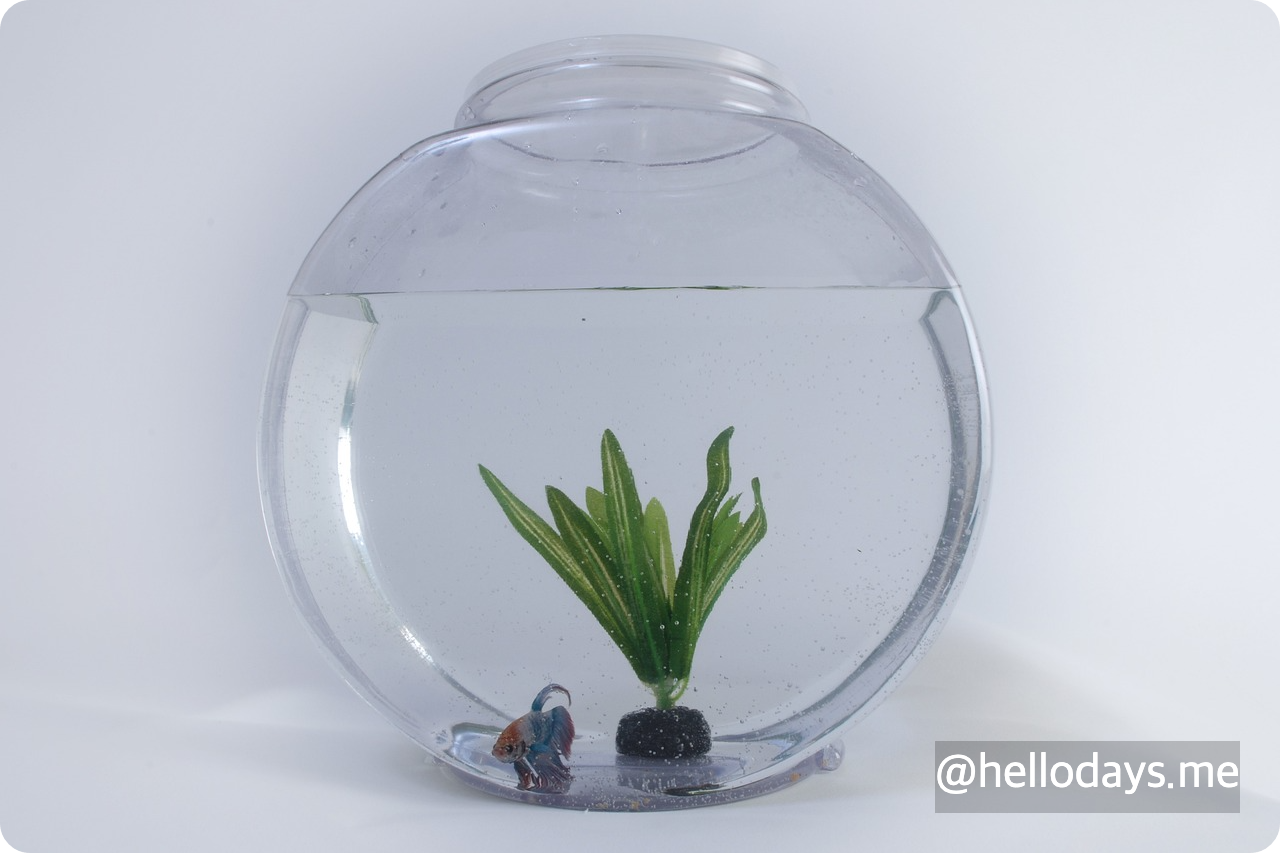 수조, 어항, 장식품