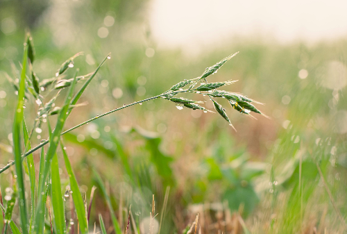 지속 가능한 농업과 식량 안보: 지구와 인류를 위한 선택