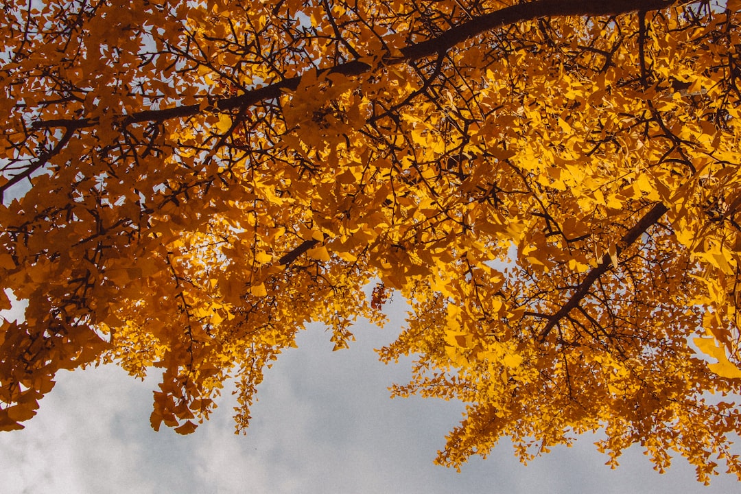 ginkgo tree