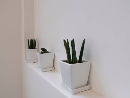 스투키 공기정화식물