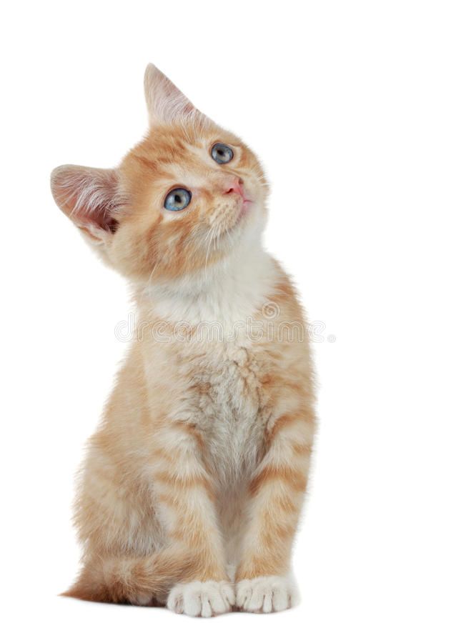 고양이 건강 신호