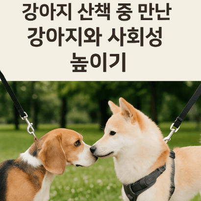 다른 강아지 보면 짖는 아이, 사회성 훈련으로 해결하기