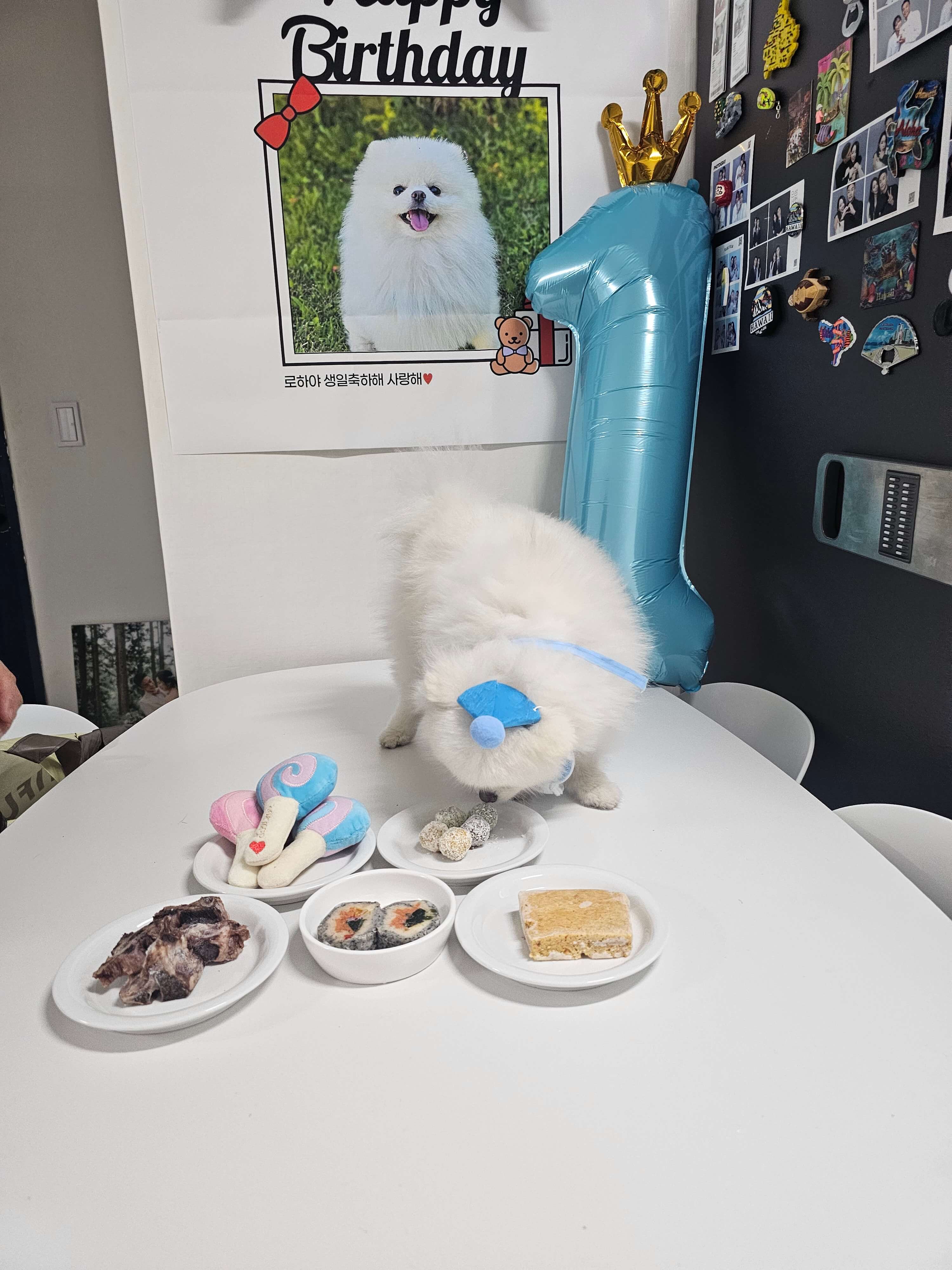 강아지-생일파티-준비