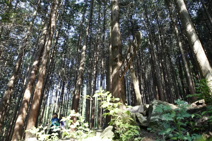 상관 편백숲 전경 이미지