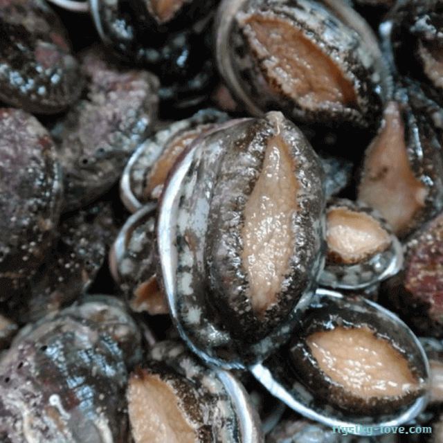 자연의 귀한 선물 오분자기