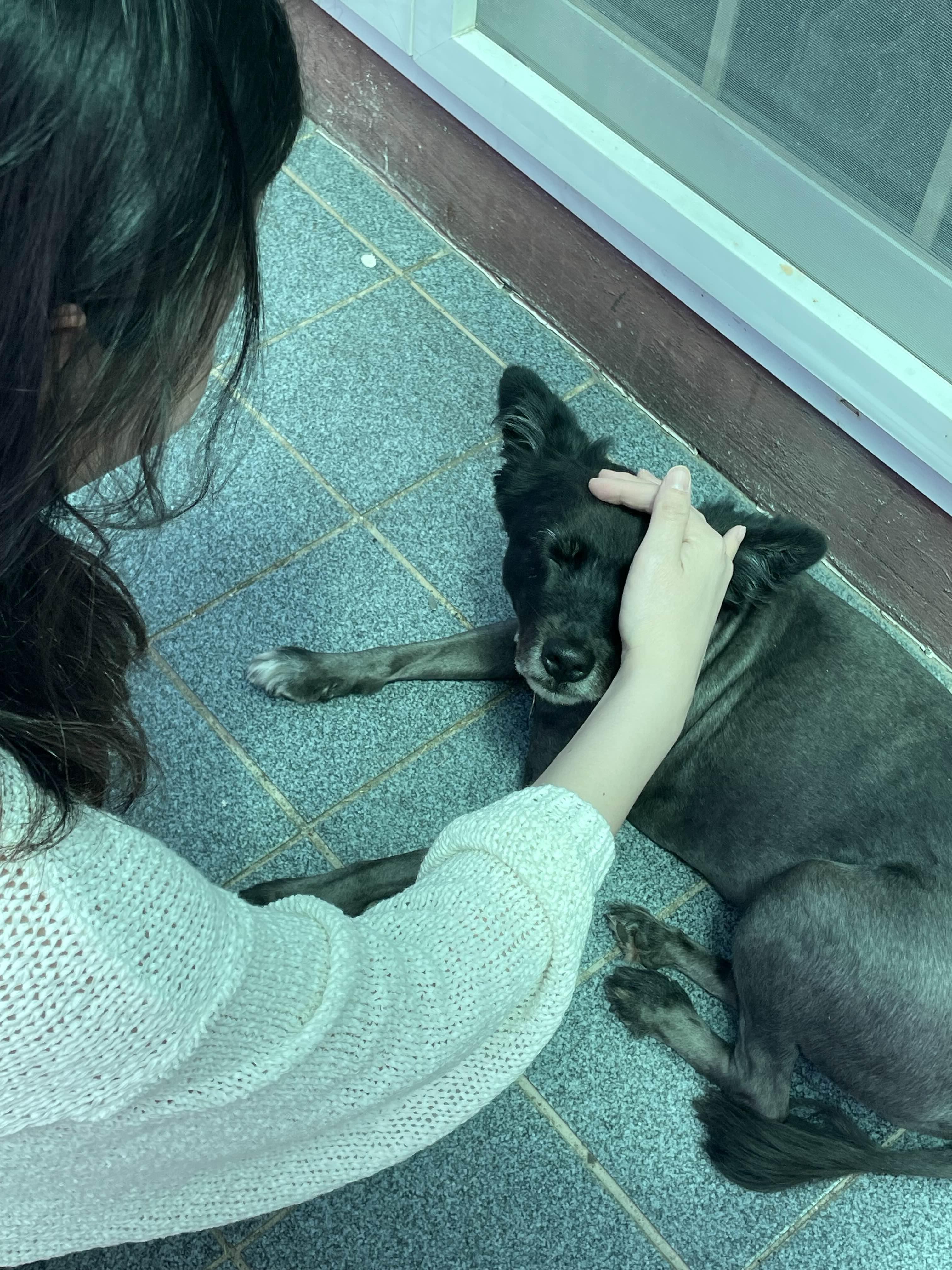 백한철꽈배기&식빵에서 키우는 강아지 사진