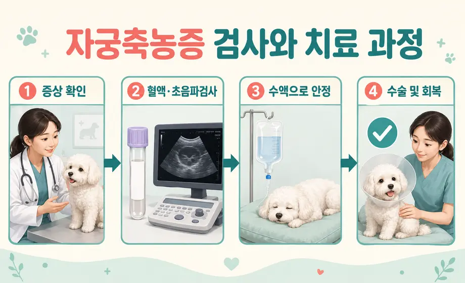 강아지 자궁축농증 혈액검사와 초음파검사 및 수술 치료 과정