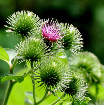 우엉 효능과 부작용 고르는법 요리 먹는법
