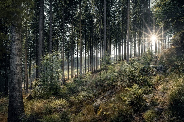 18세기 미국의 남부지역의 농업지역을 혁신하여 설계한 엘리자 루카스 피켓니