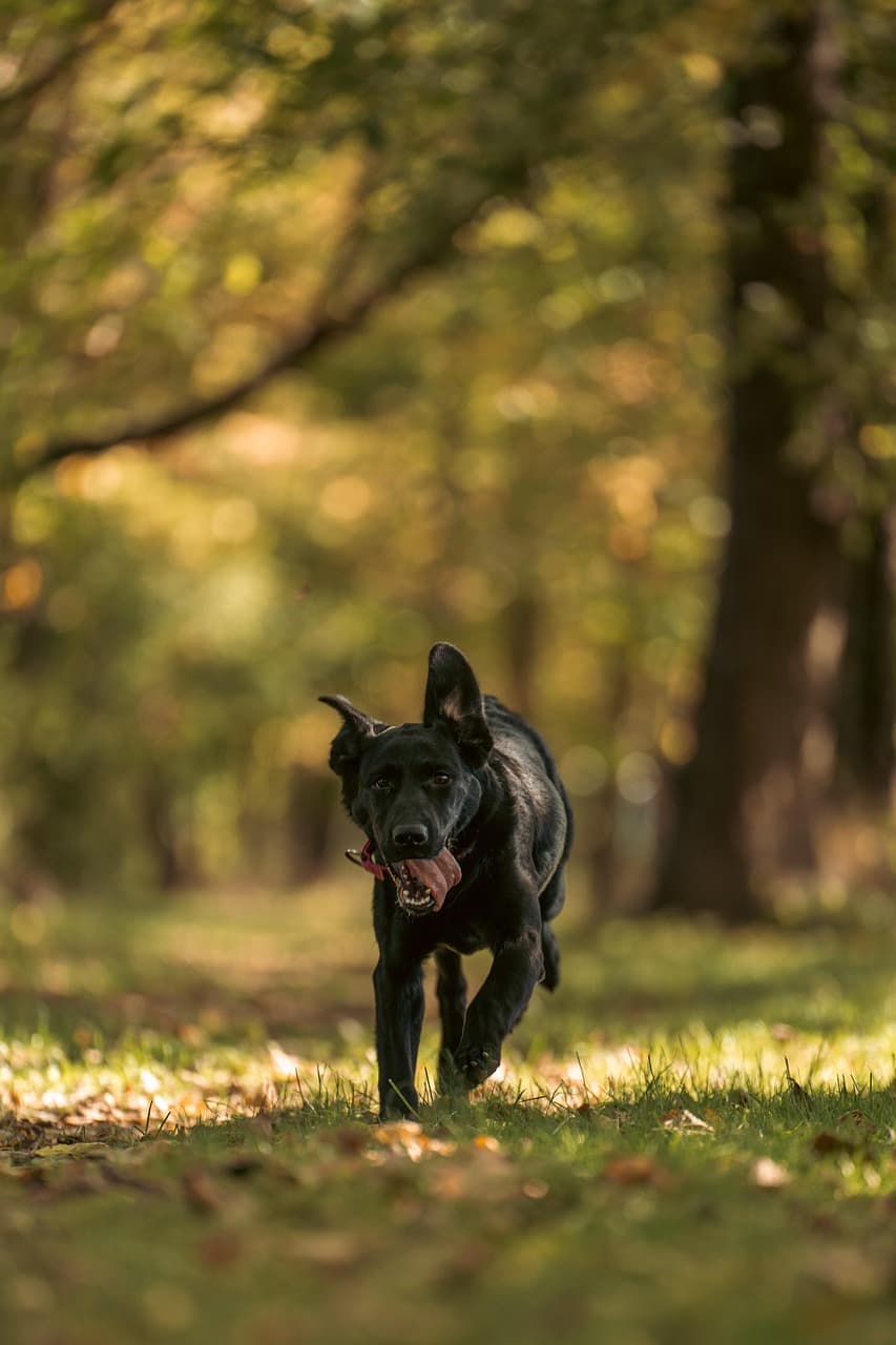 가평 숲속에서 대형견과 만드는 가을 추억 신나는 블랙 래브라도 리트리버의 모습