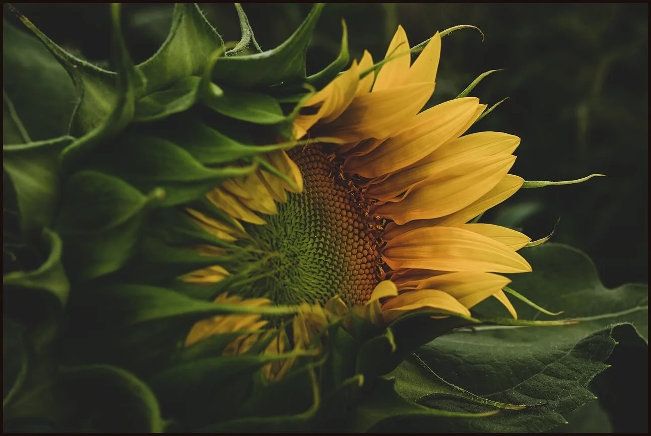 우체국 정기예금 금리