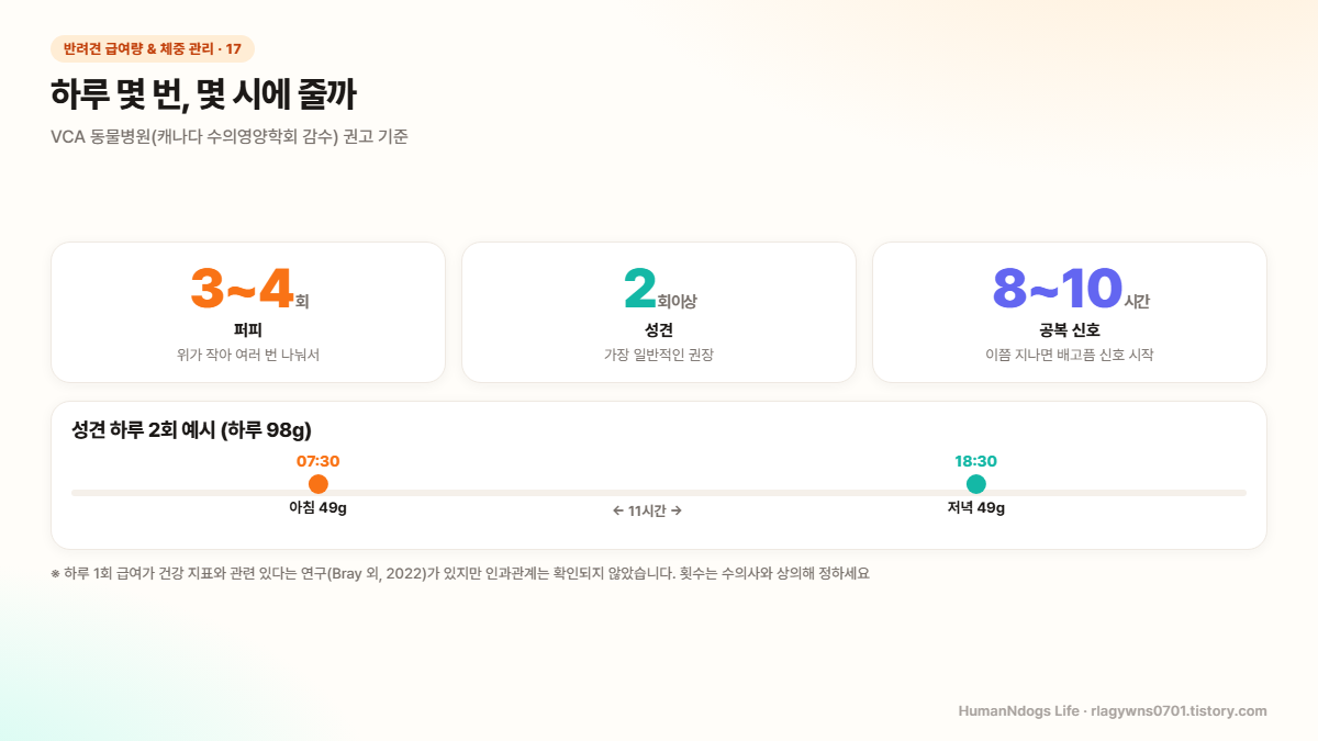 퍼피 하루 3~4회, 성견 2회 이상, 공복 8~10시간이면 배고픈 신호라는 세 가지 숫자와 07시 30분 아침 49g과 18시 30분 저녁 49g으로 11시간 간격을 둔 성견 급여 시간표 예시