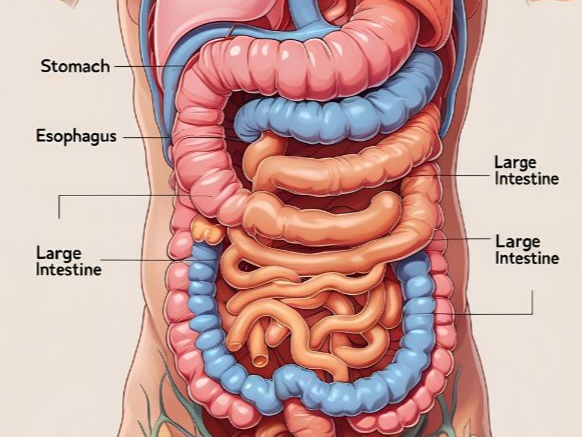 식후 체증 반복된다면 (만성, 위산역류, 식도질환)의 이미지