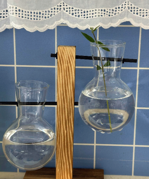 올리브나무 번식하기