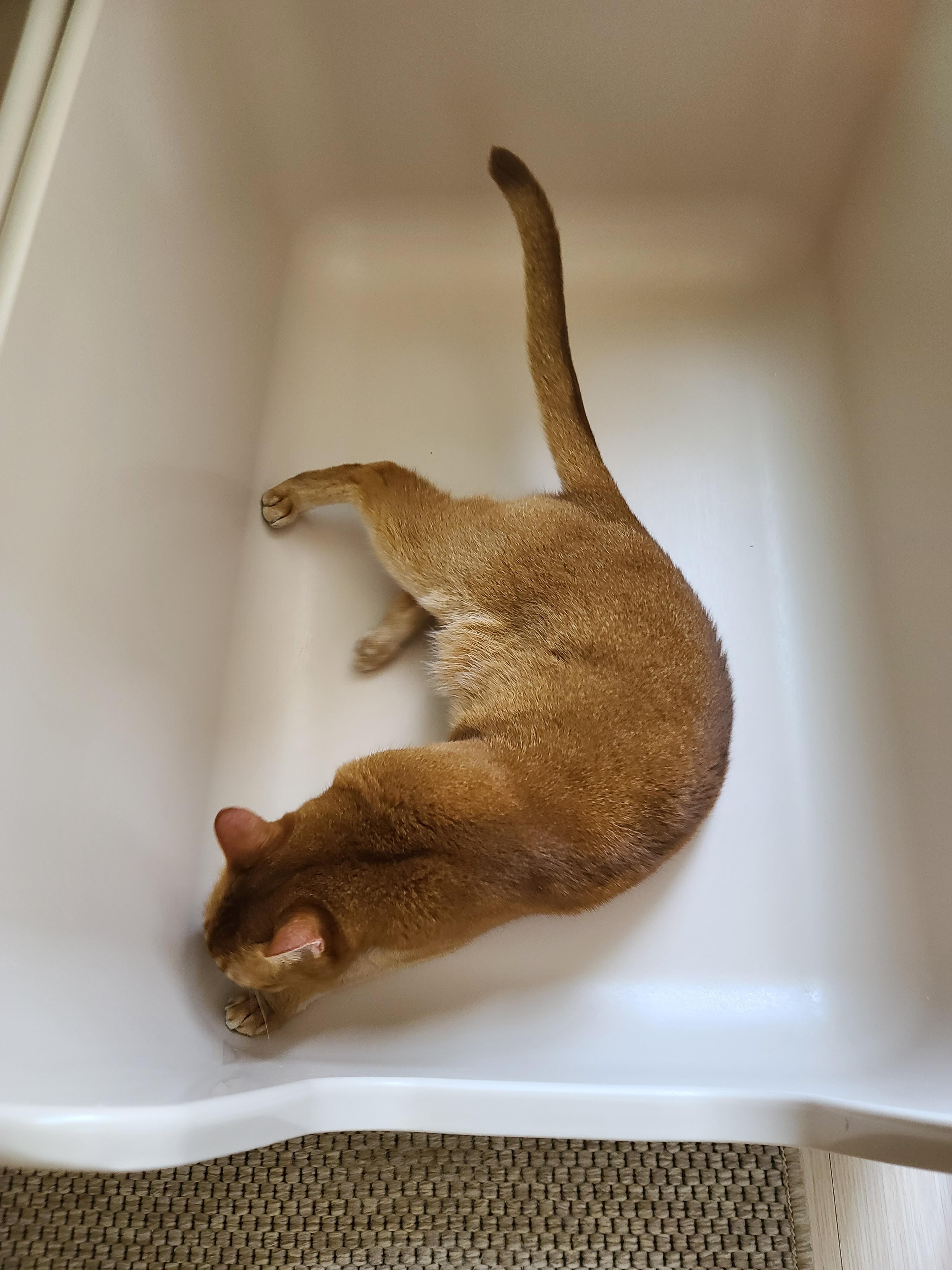 때가 되었다! 고양이 화장실 모래 전체갈이! (feat.바우젠)