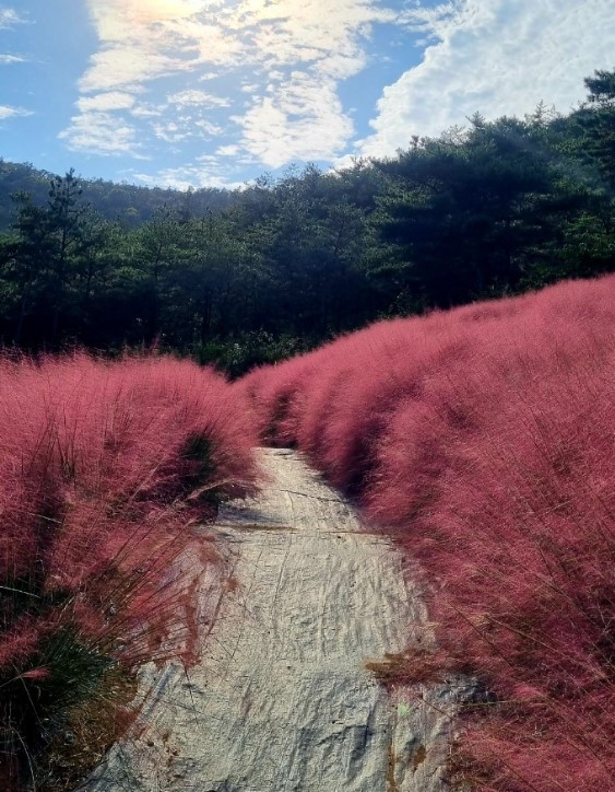 고창꽃객프로젝트-핑크뮬리-길