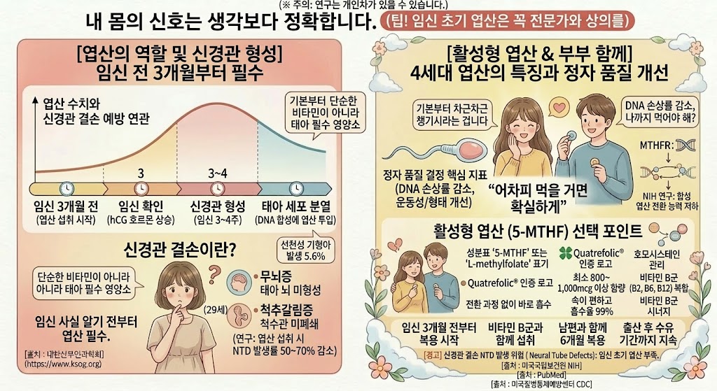 임신 준비 엽산