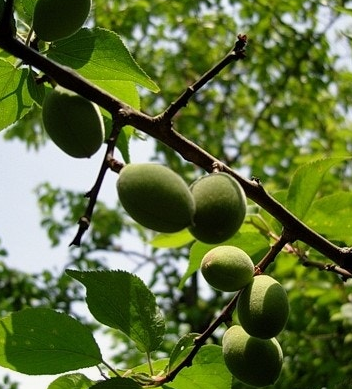 매실 효능과 부작용 고르는법 칼로리