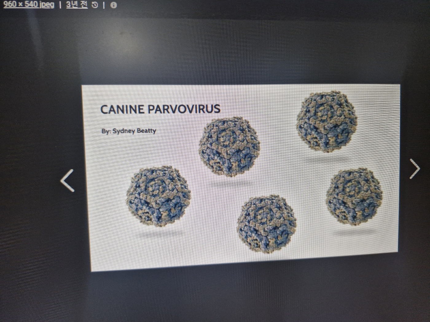강아지 탈모 원인부터 치료, 예방법까지 완벽 정리 (건식 vs 화식 식단 포함)