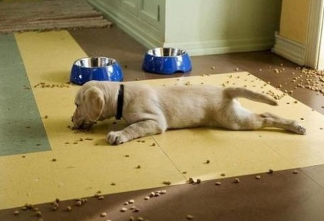 분리불안으로 어지럽히는 강아지