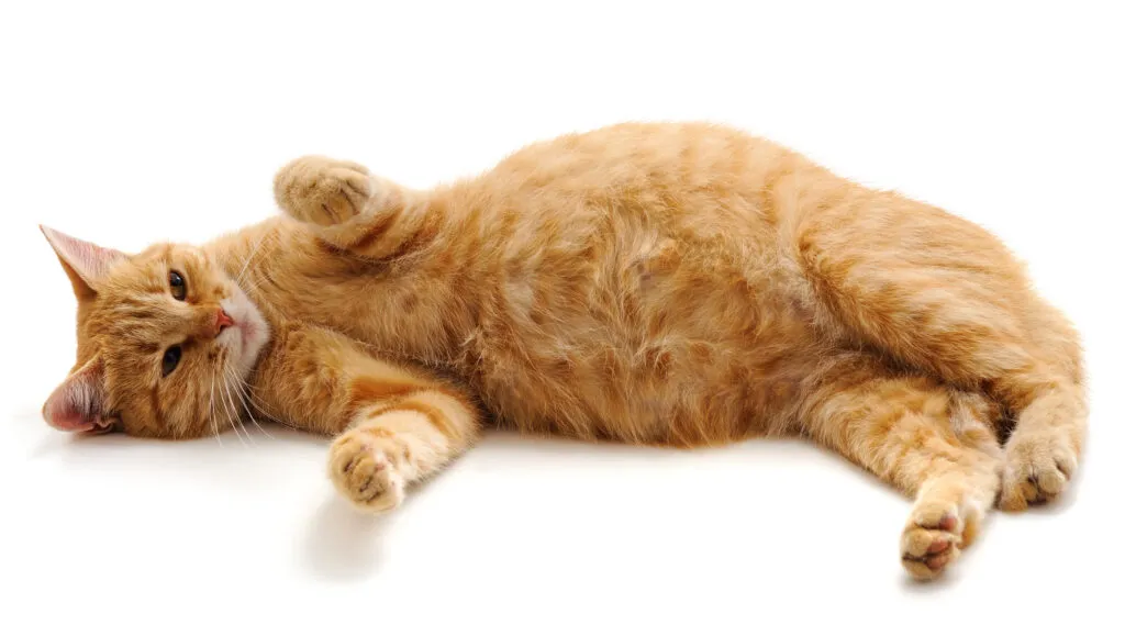 고양이 임신 기간 주기 가능나이 배모양_1