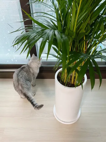 고양이에게 안전한 식물_11