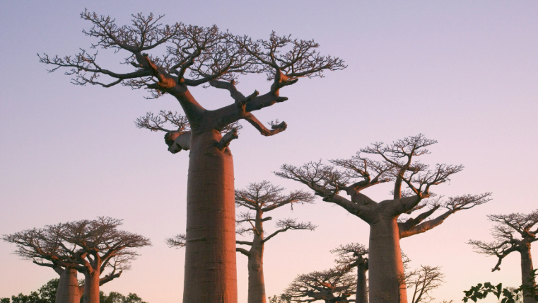 아프리카 이색 여행 마다가스카르