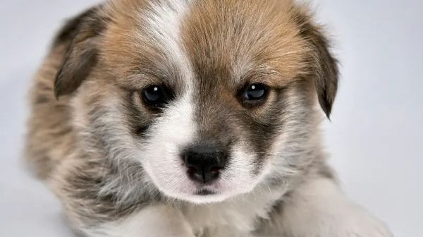 약간 겁먹은 강아지 모습