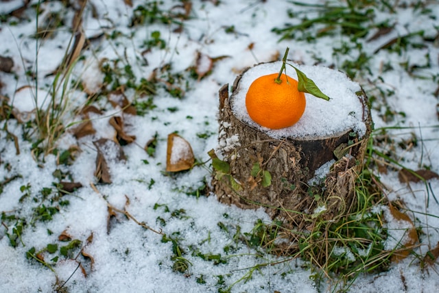 레드향 보관법 베란다 냉장 완벽비교