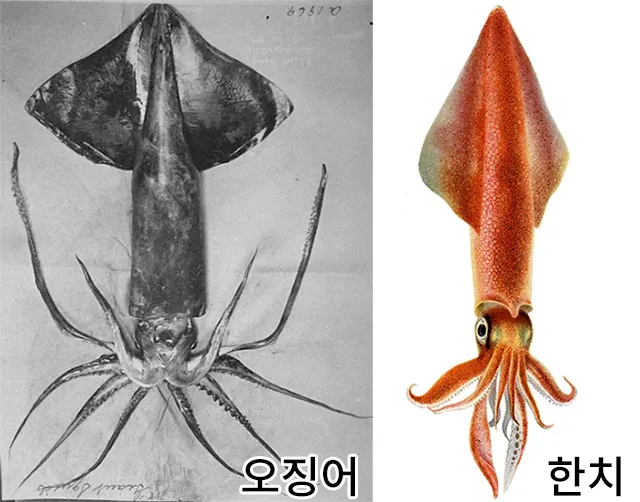 한치 오징어 차이 비교 생김새 맛 식감 완벽 분석_7