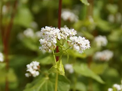 혈당 조절에 도움을 주는 메밀