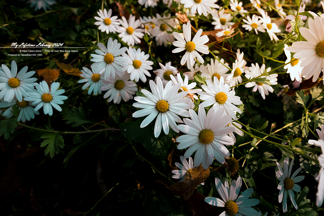 공주 구룡사 구절초 가을